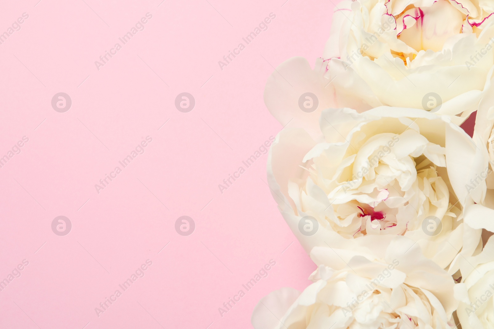 Photo of Beautiful peonies on color background, flat lay with space for text