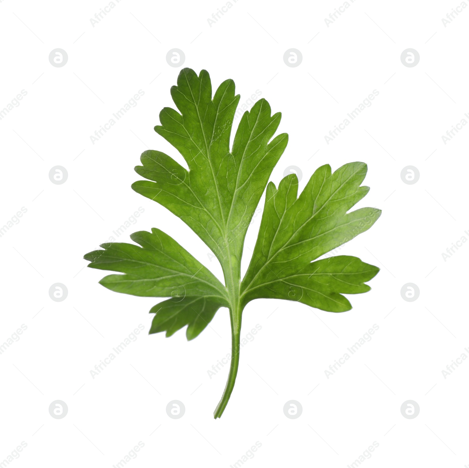 Photo of Aromatic fresh green parsley isolated on white