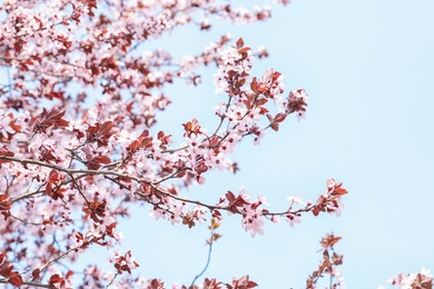 Photo of Blossoming spring tree on sky background