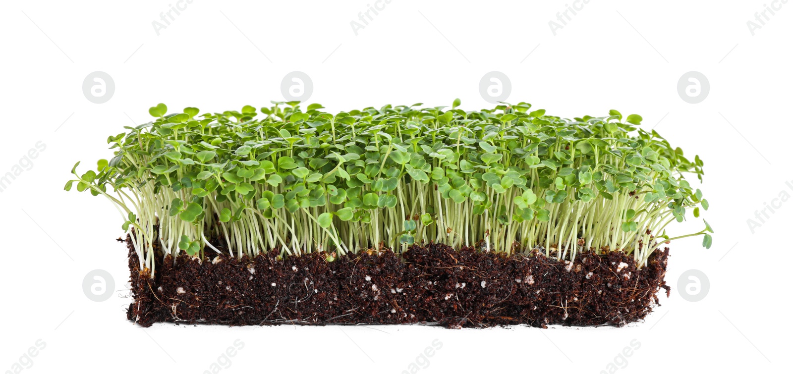 Photo of Fresh organic microgreen seeds on white background