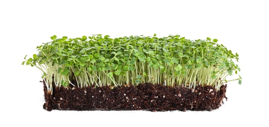 Fresh organic microgreen seeds on white background