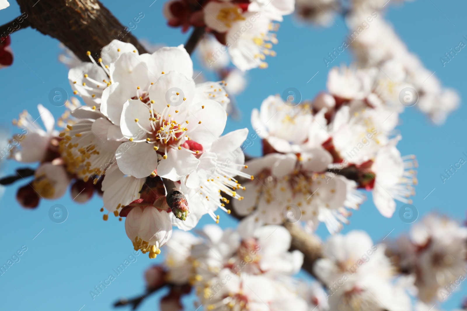 Photo of Closeup view of blossoming apricot tree on sunny day outdoors. Springtime