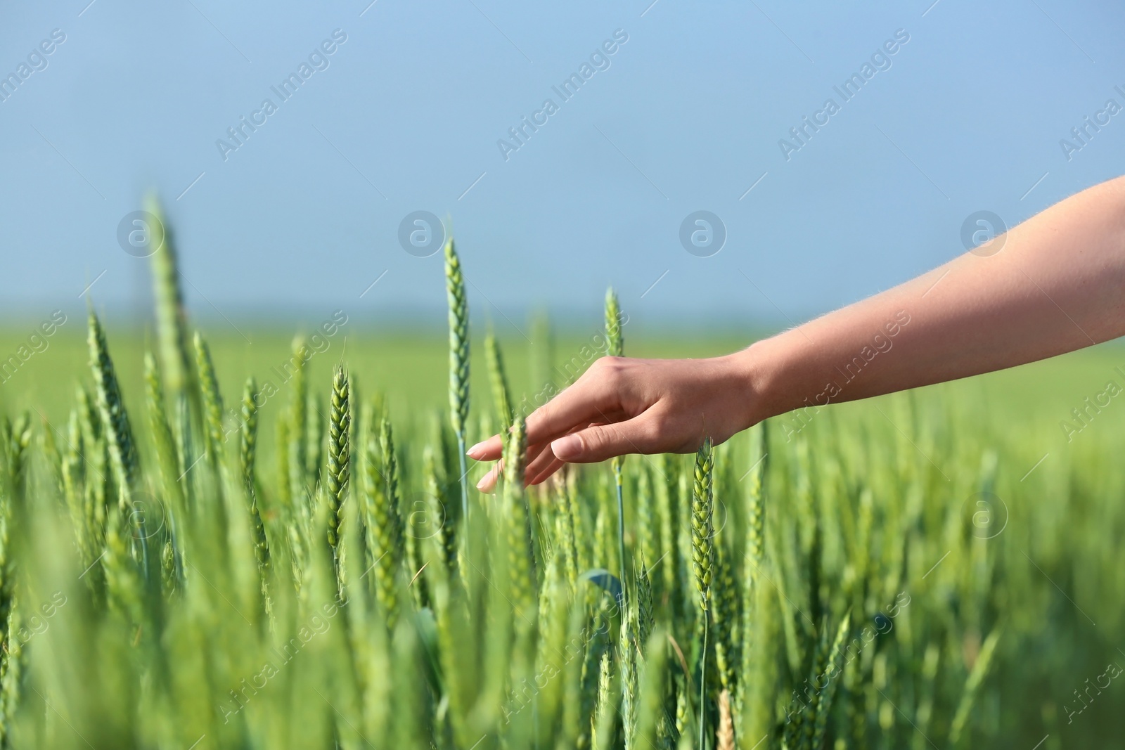 Photo of Woman in wheat field on sunny summer day, closeup on hand. Amazing nature