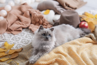 Cute cat with knitted blanket on floor at home. Warm and cozy winter