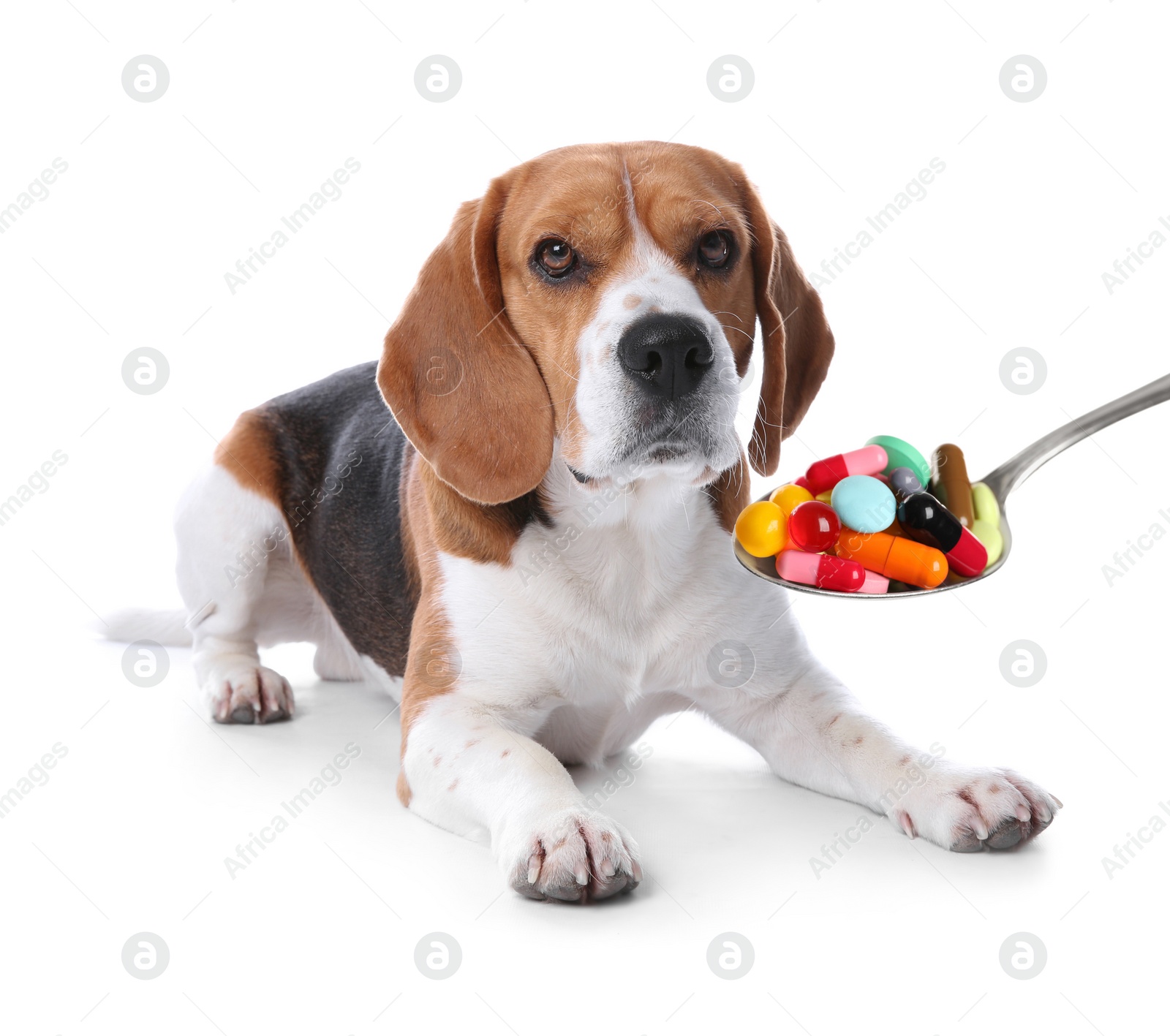 Image of Beagle dog and spoon full of different pills on white background. Vitamins for animal 