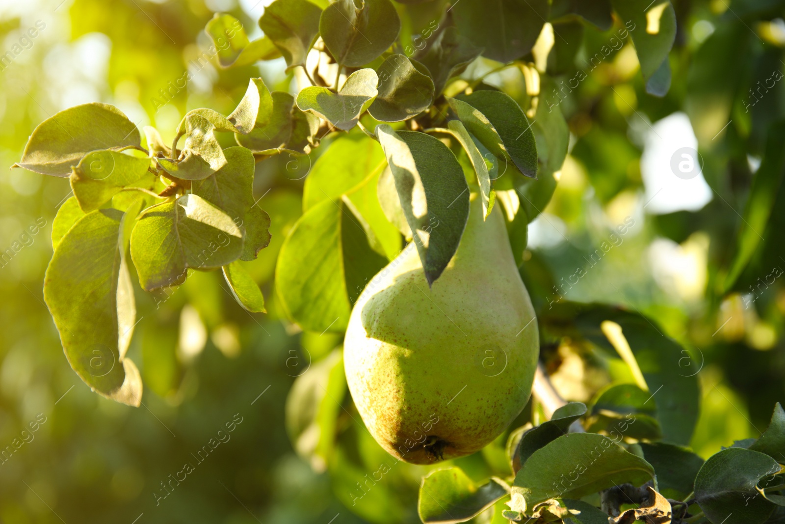 Photo of Fresh juicy pear on tree in garden, closeup