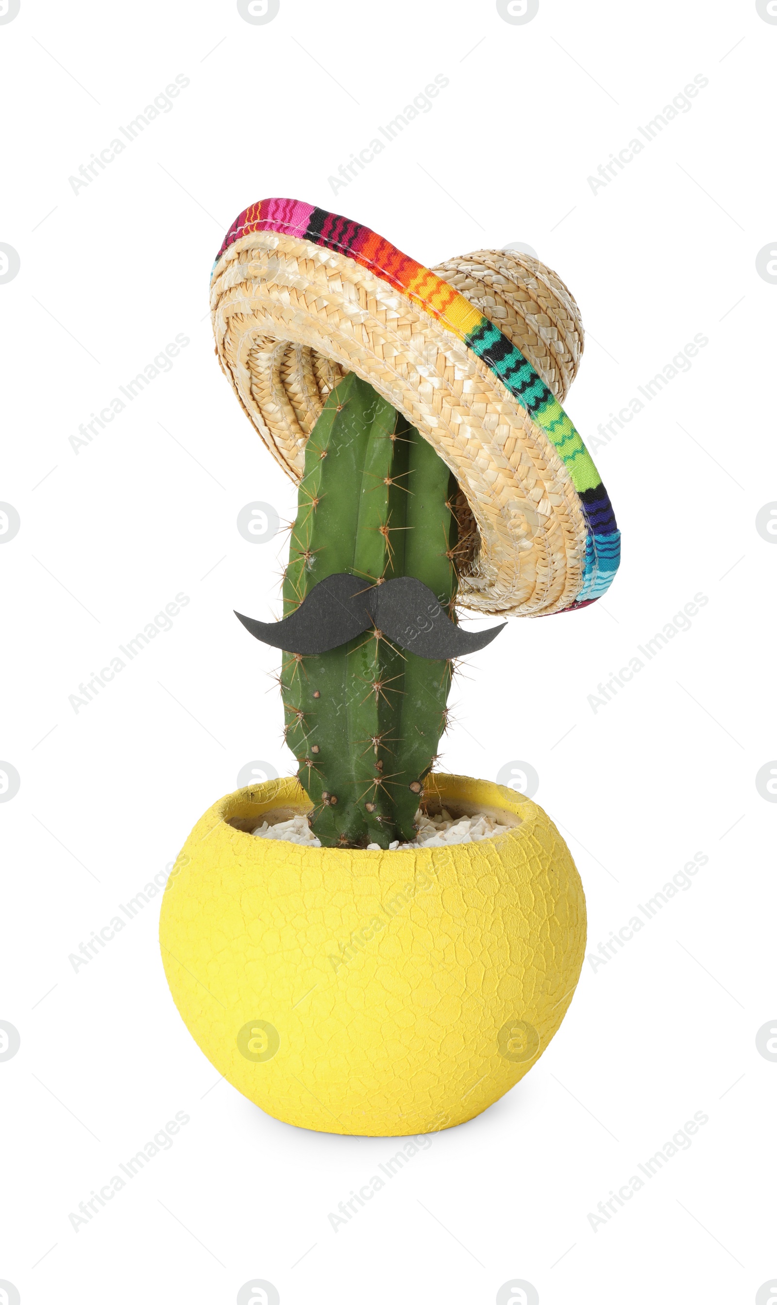 Photo of Cactus with Mexican sombrero hat and fake mustache isolated on white