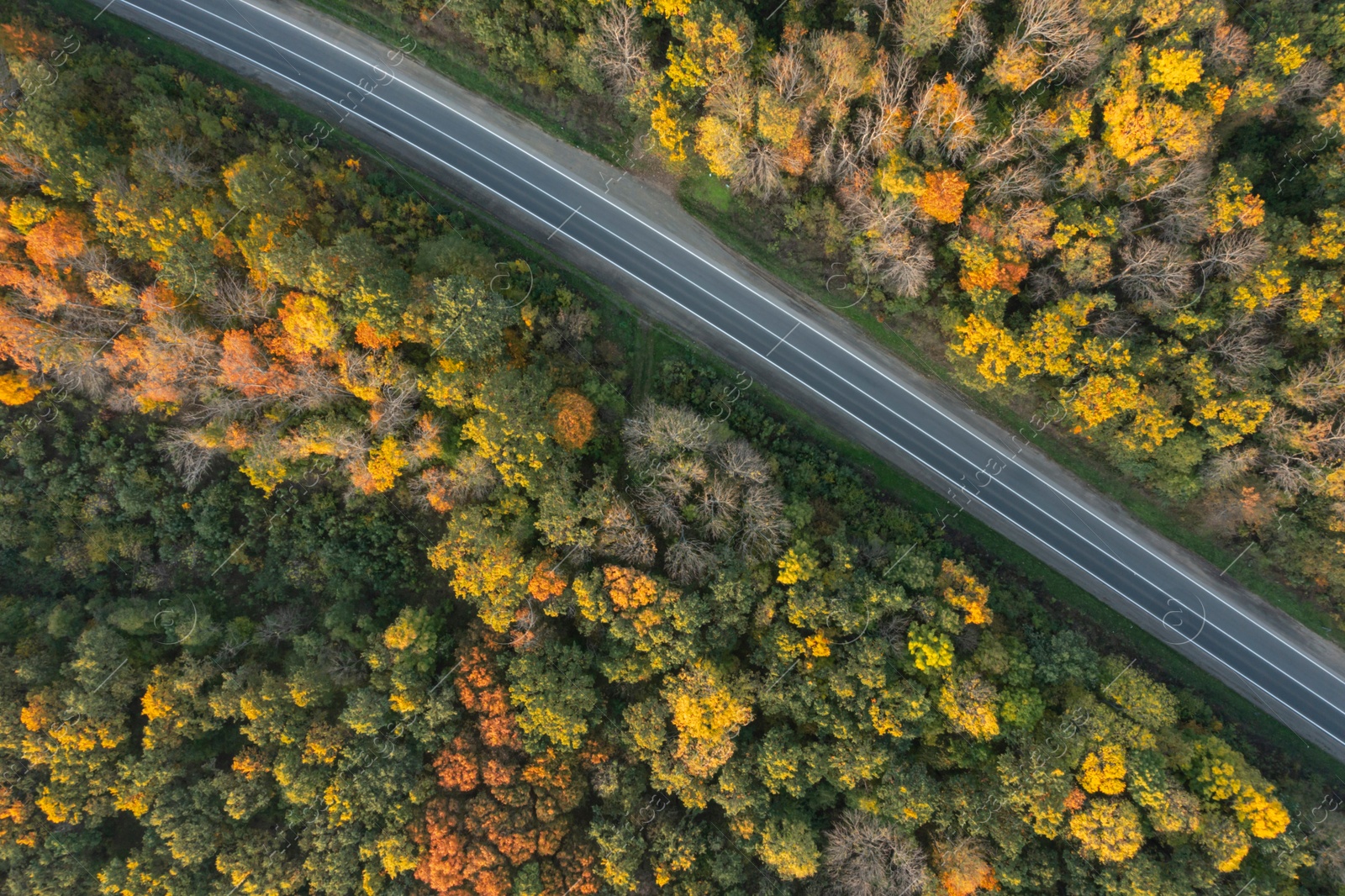 Image of Aerial view of road going through beautiful autumn forest