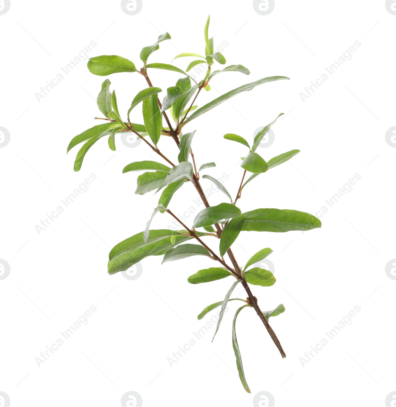 Photo of Pomegranate branch with green leaves on white background