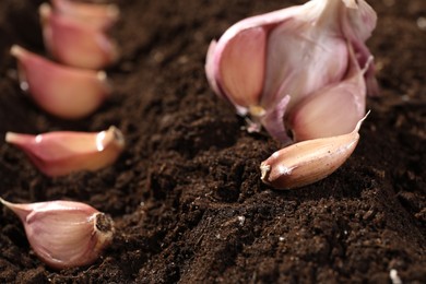 Garlic cloves in fertile soil, closeup. Vegetable planting