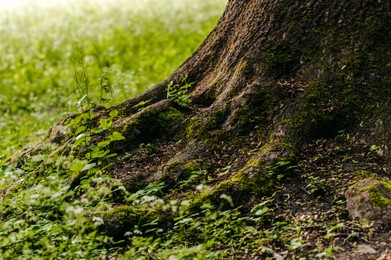 Photo of Tree roots overgrown with beautiful green grass outdoors, closeup