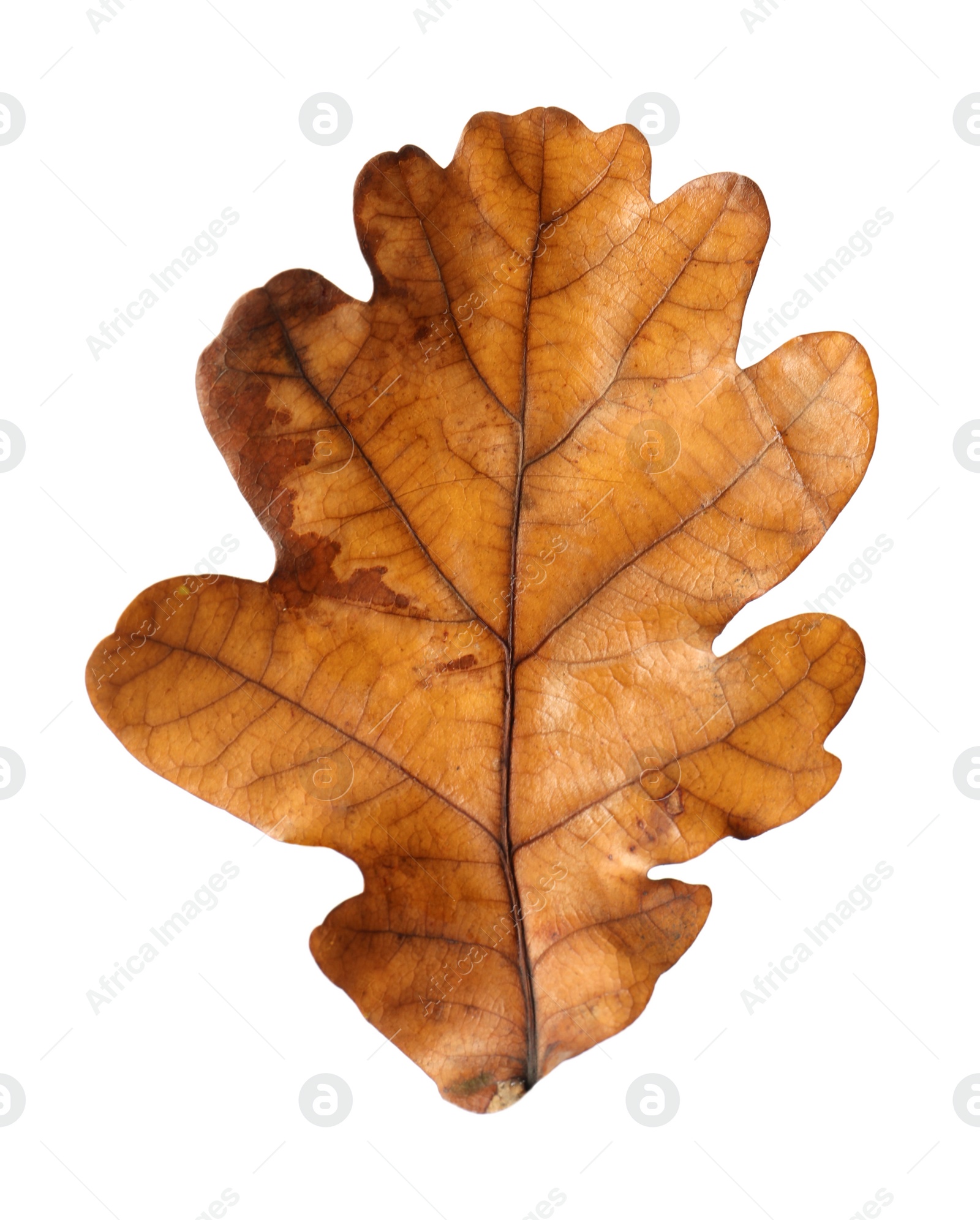 Photo of Beautiful leaf isolated on white. Autumn season