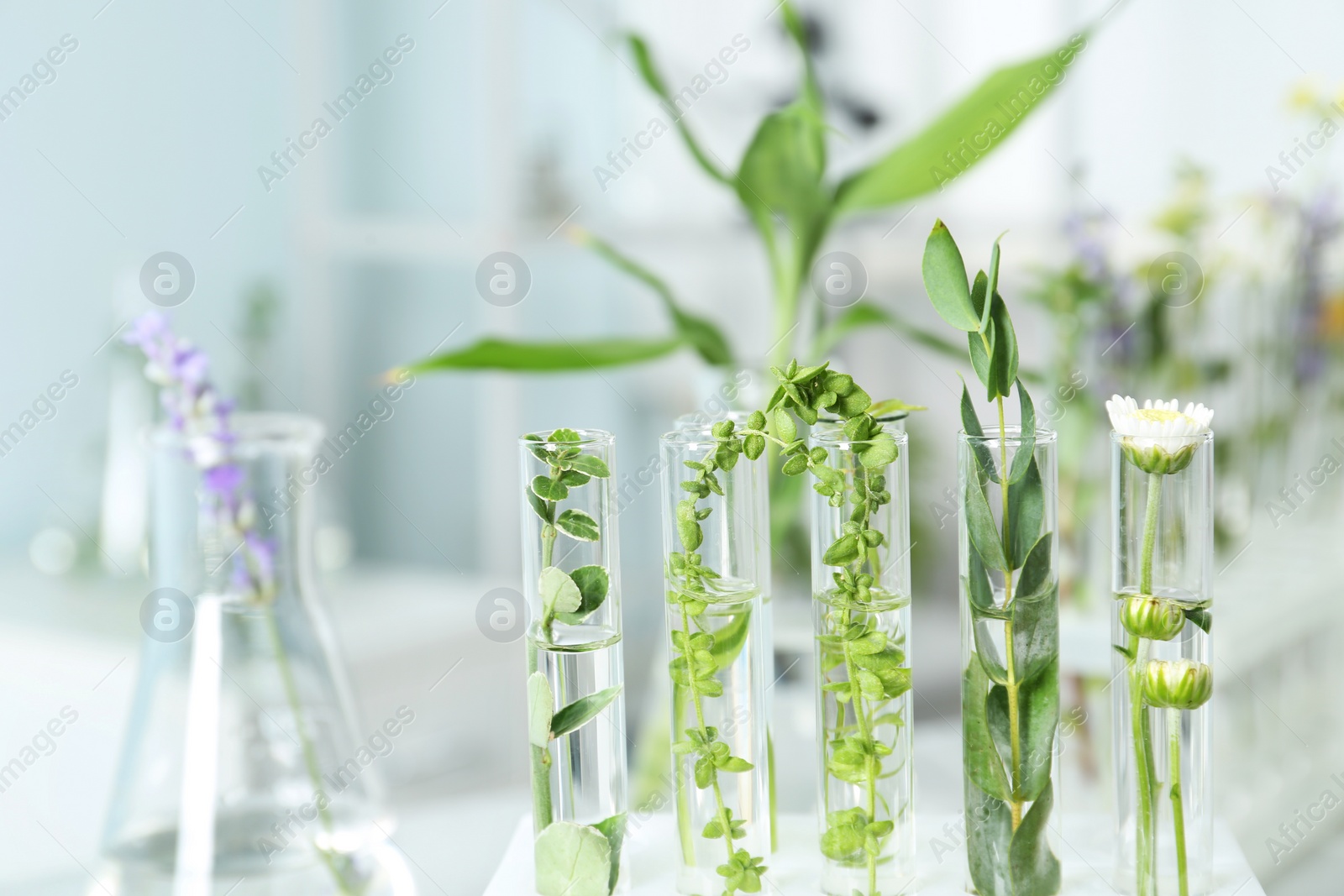 Photo of Test tubes with different plants in laboratory, closeup