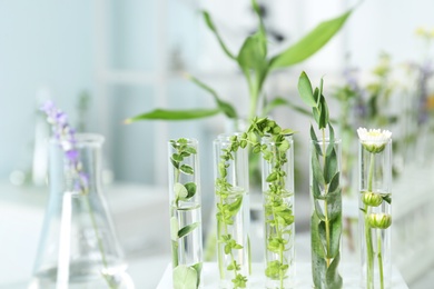 Photo of Test tubes with different plants in laboratory, closeup