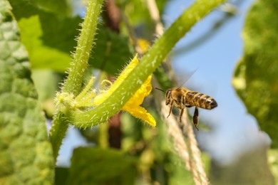 Honeybee flying to collect nectar from yellow flower outdoors, closeup