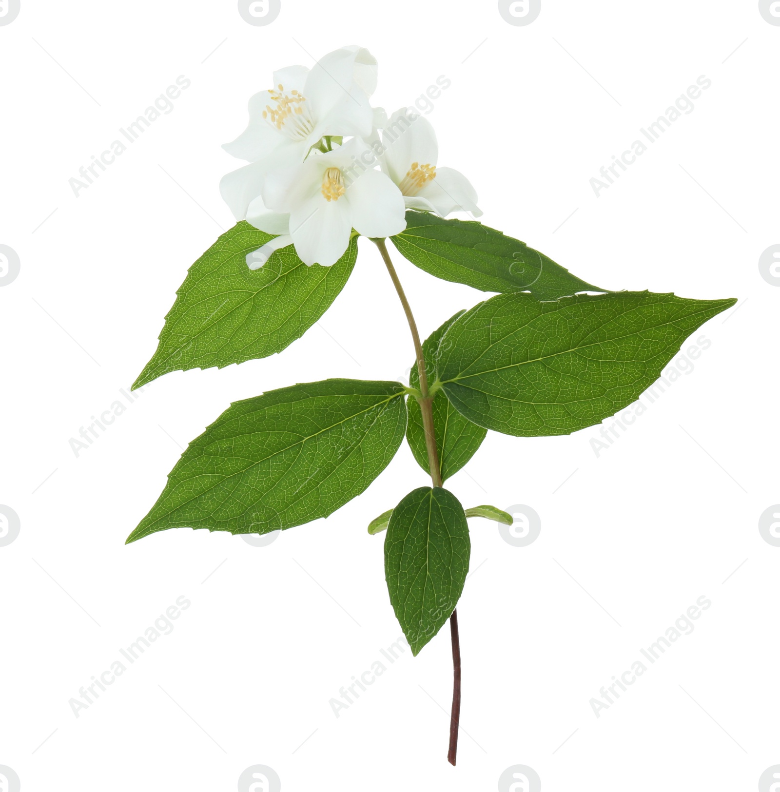 Photo of Branch of jasmine flowers and leaves isolated on white