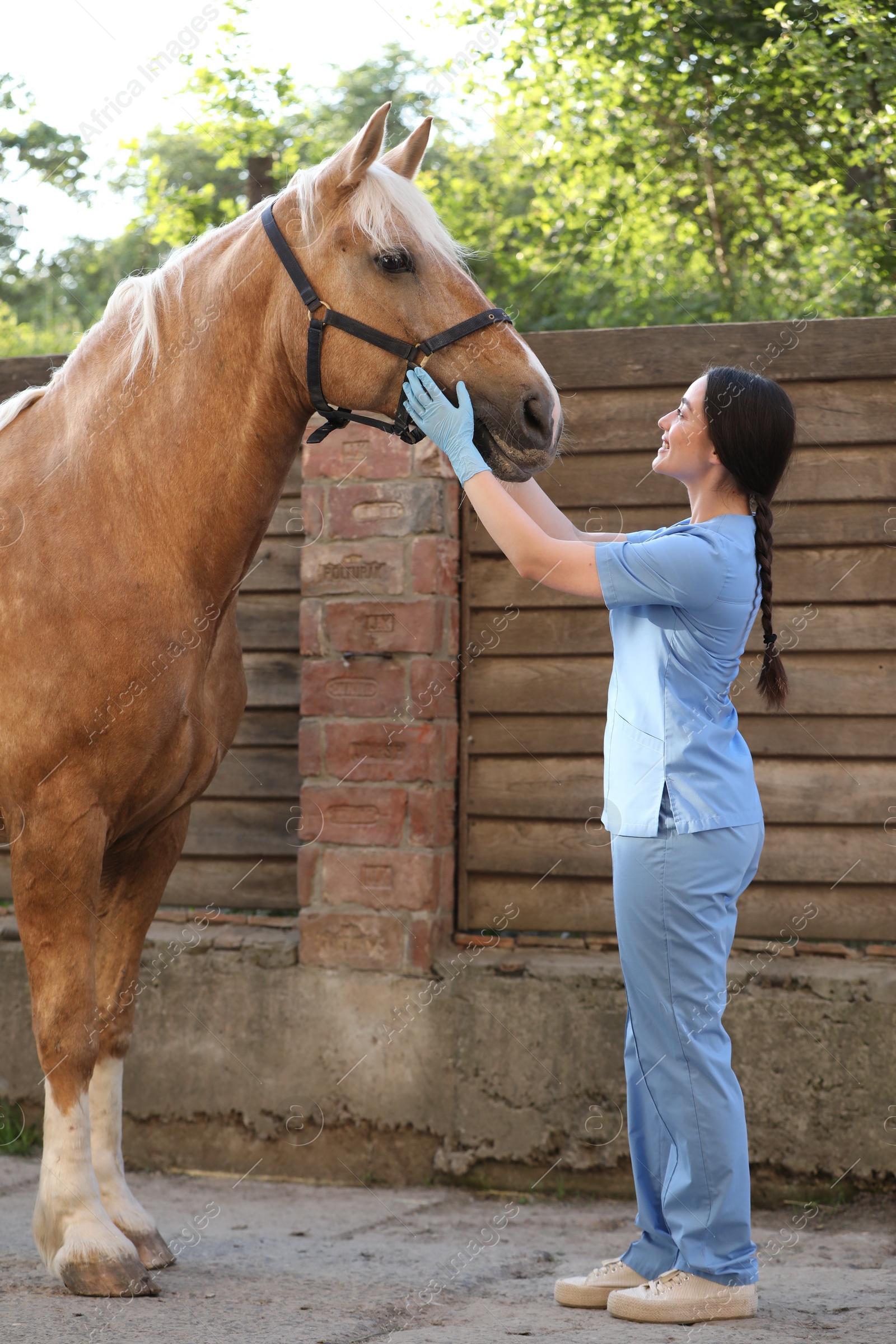 Photo of Veterinarian with adorable horse outdoors. Pet care