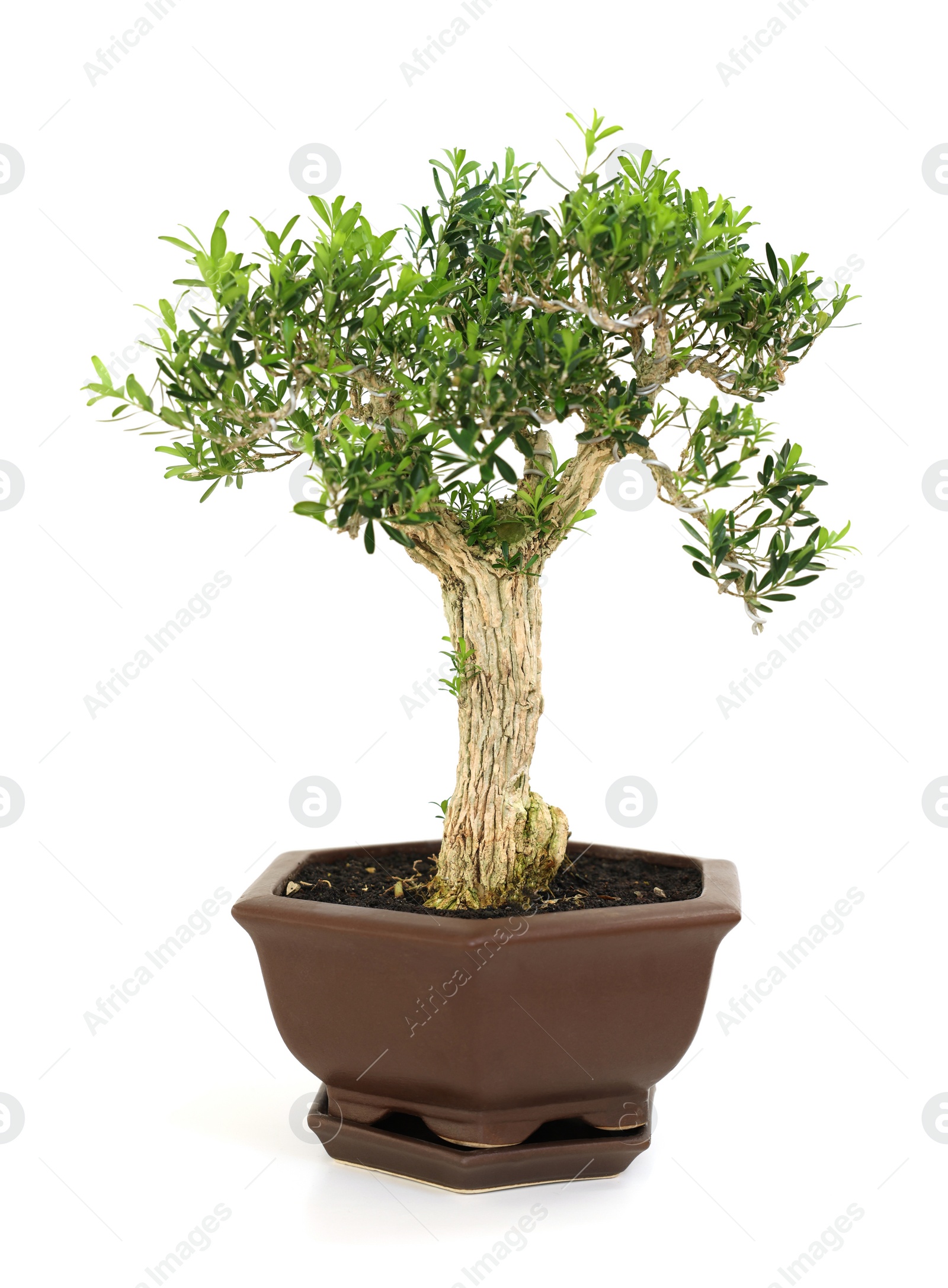 Photo of Beautiful bonsai tree in pot isolated on white