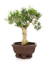 Photo of Beautiful bonsai tree in pot isolated on white