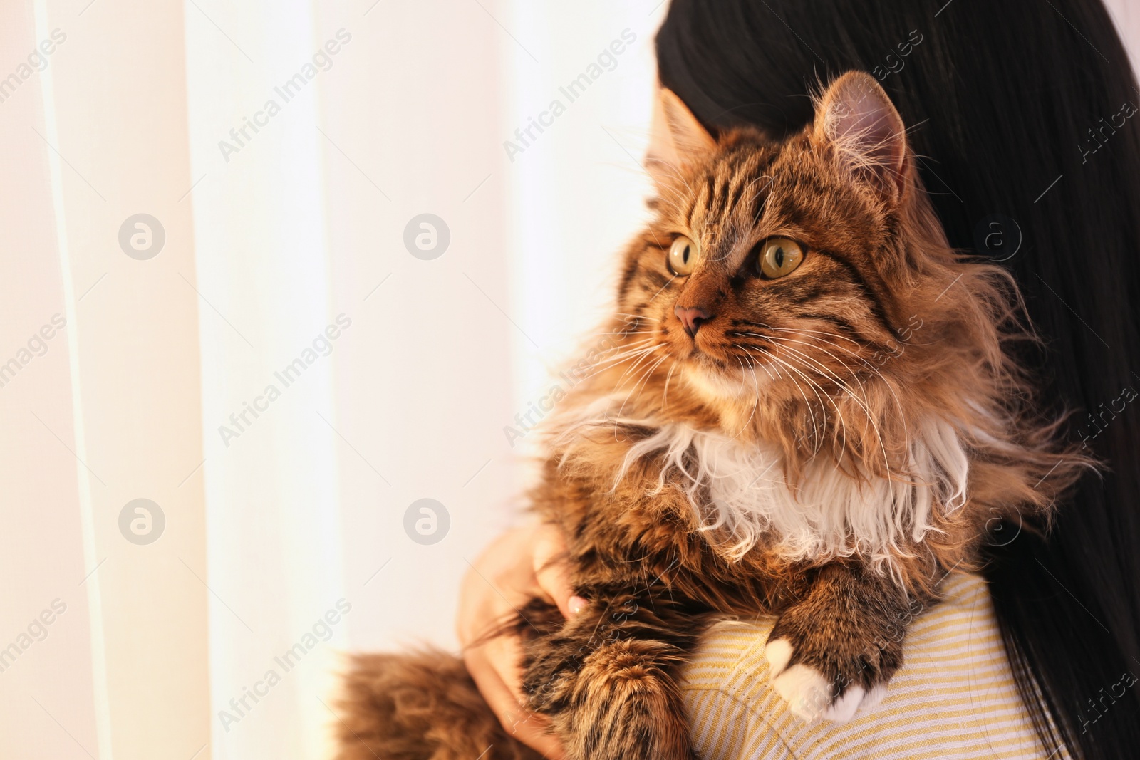 Photo of Beautiful woman with her cute cat on light background, closeup. Fluffy pet