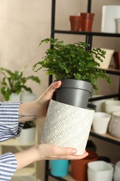 Woman putting houseplant into new pot indoors, closeup