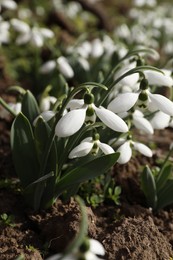 Photo of Beautiful white blooming snowdrops growing outdoors, closeup