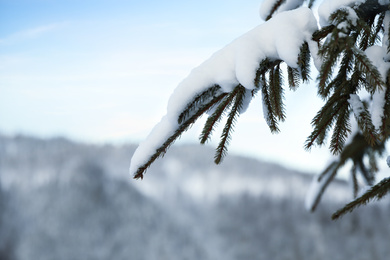 Photo of Fir tree branches covered with snow in forest on winter day, closeup