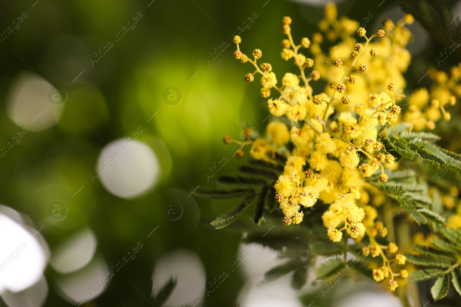 Photo of Beautiful mimosa plant on blurred background, closeup. Space for text