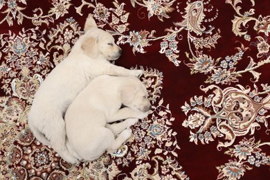 Photo of Cute little puppies sleeping on carpet, top view. Space for text