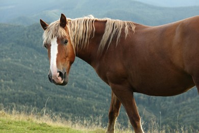 Photo of Beautiful horse in mountains, closeup. Lovely pet