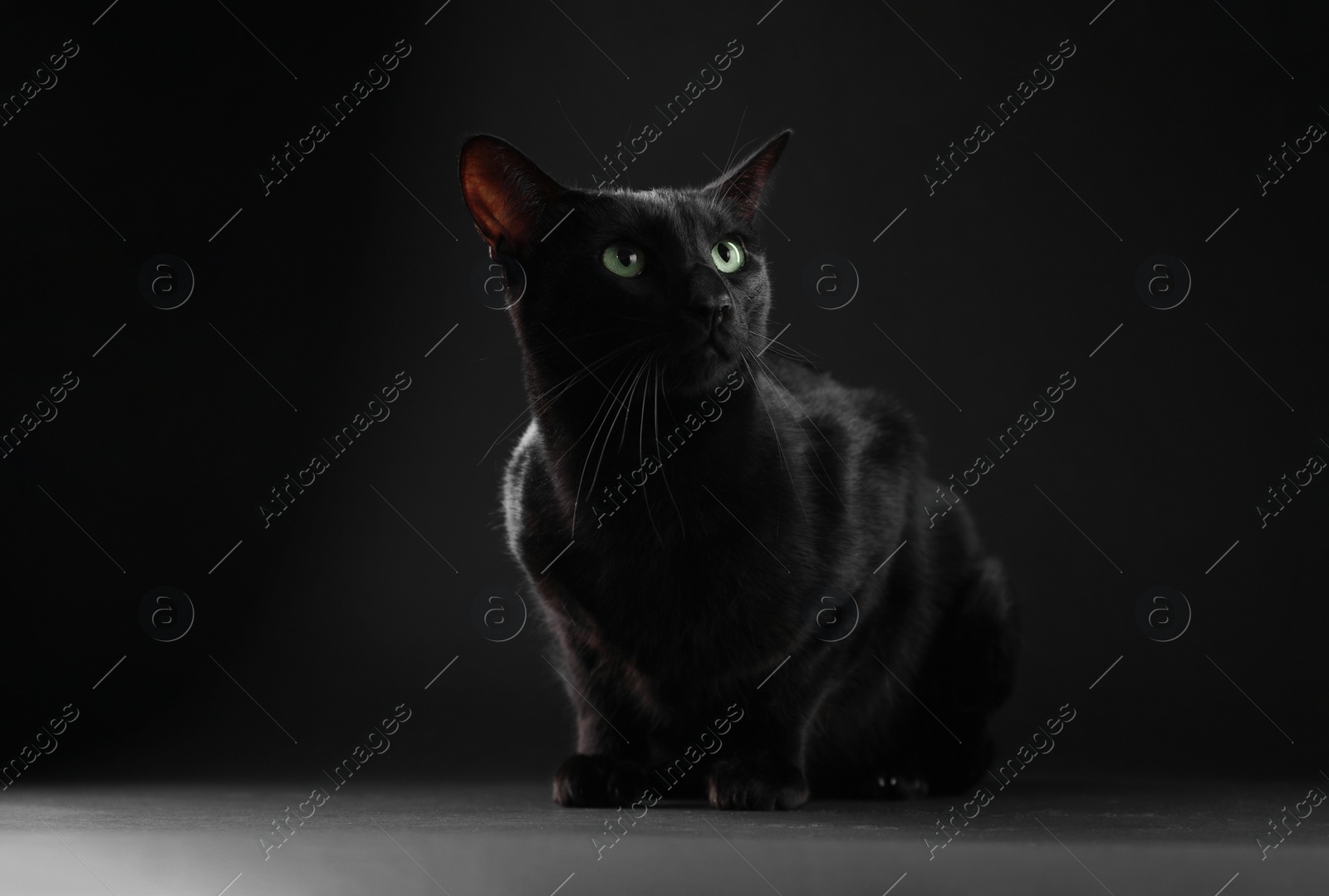 Photo of Adorable cat with green eyes on black background. Lovely pet