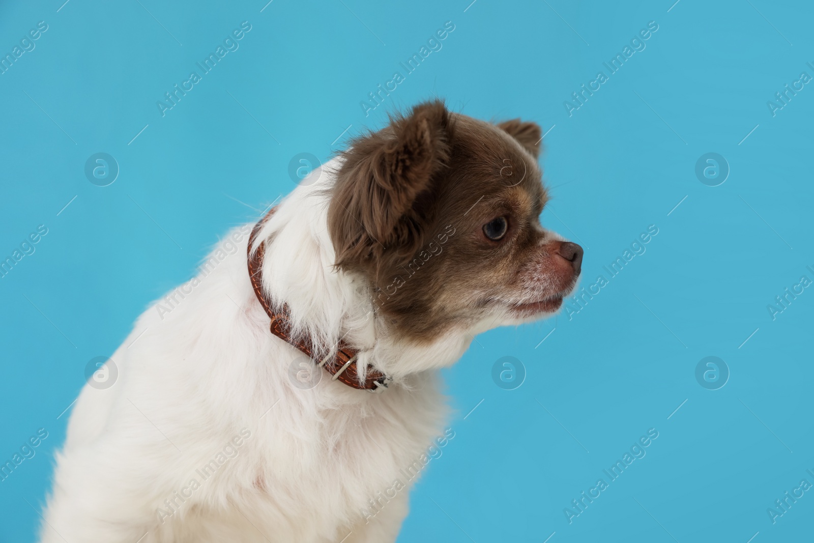 Photo of Cute Chihuahua in dog collar on light blue background