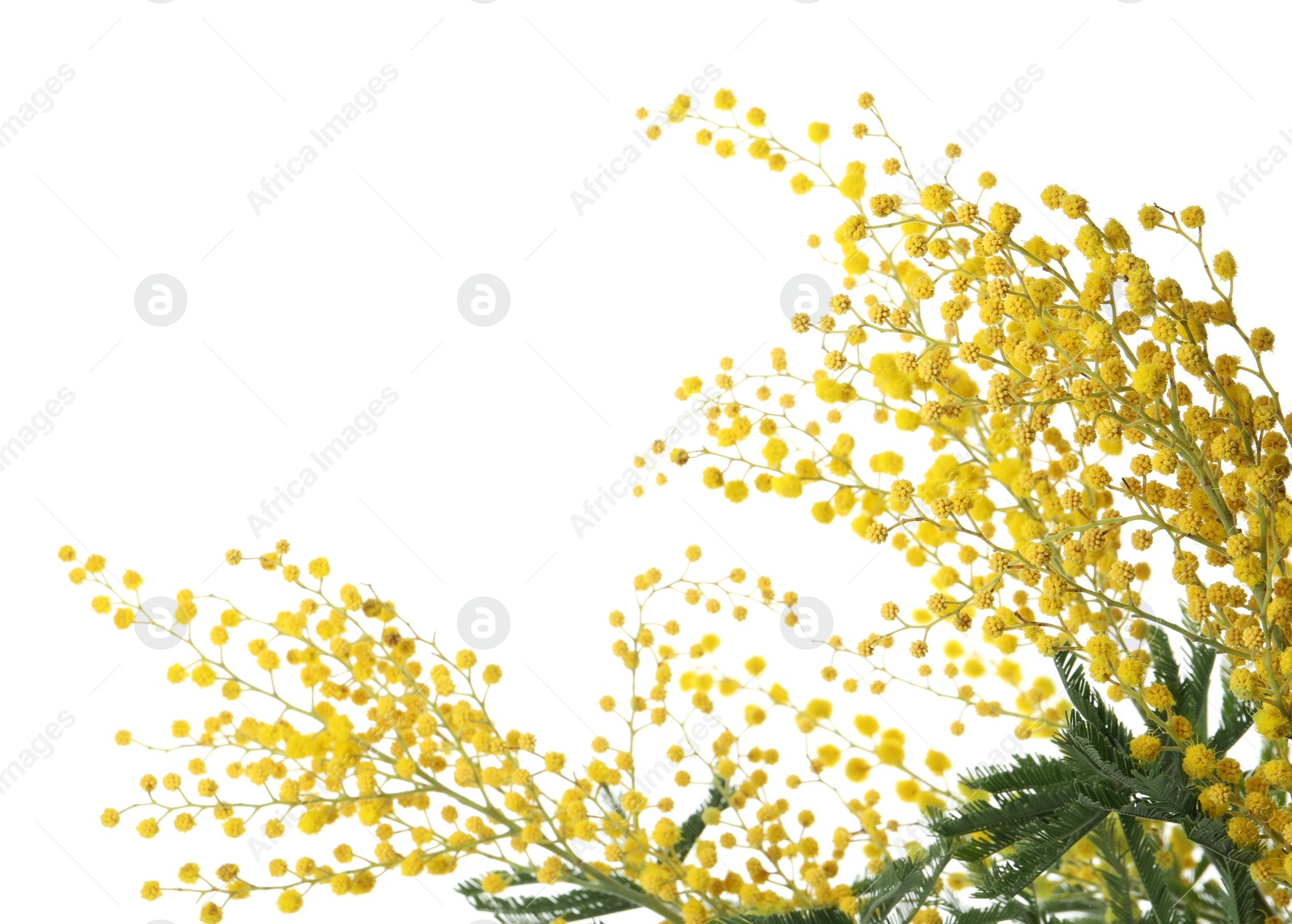 Photo of Beautiful mimosa plant with yellow flowers on white background