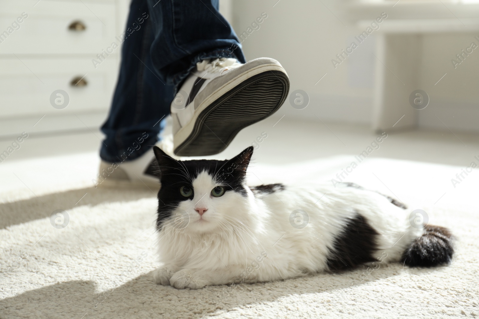 Photo of Man kicking cat at home, closeup of legs. Domestic violence against pets