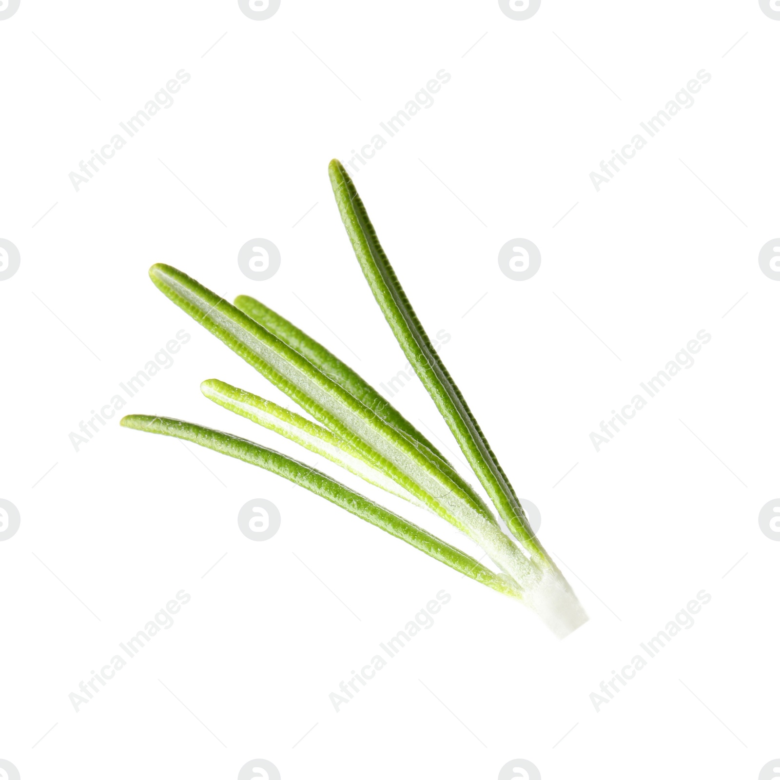 Photo of Fresh green rosemary leaves on white background