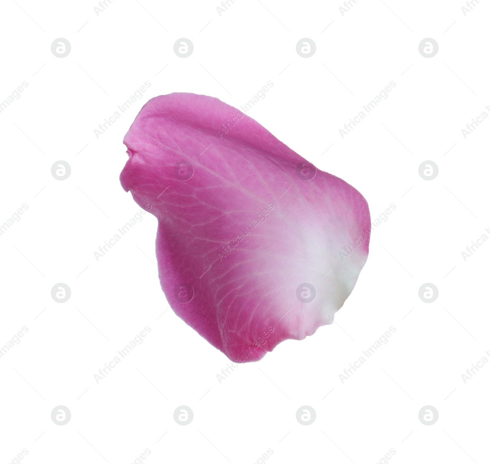 Photo of Pink rose flower petal on white background