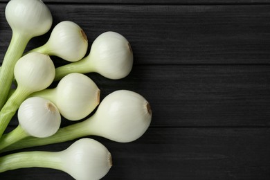 Photo of Whole green spring onions on black wooden table, flat lay. Space for text