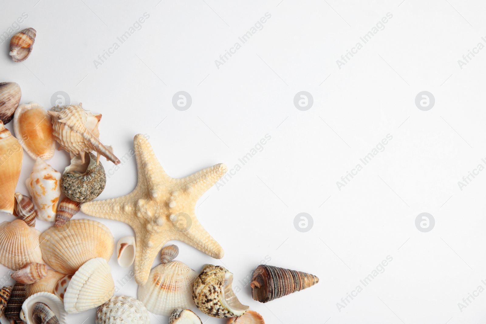 Photo of Different beautiful sea shells on white background, top view