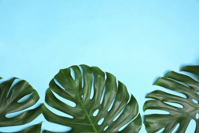 Green fresh monstera leaves on color background, flat lay with space for text. Tropical plant