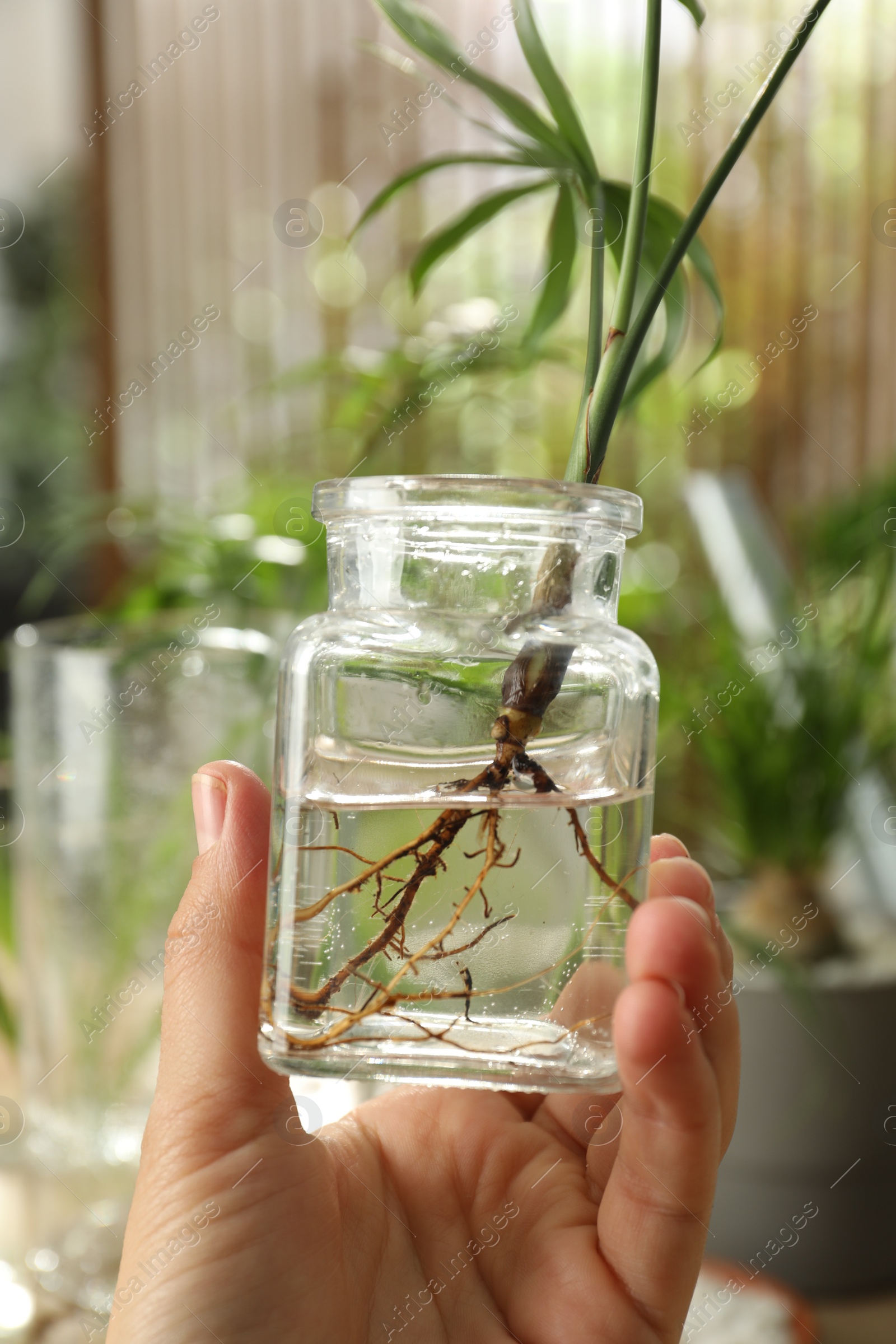 Photo of Woman holding jar with house plant on blurred background, closeup