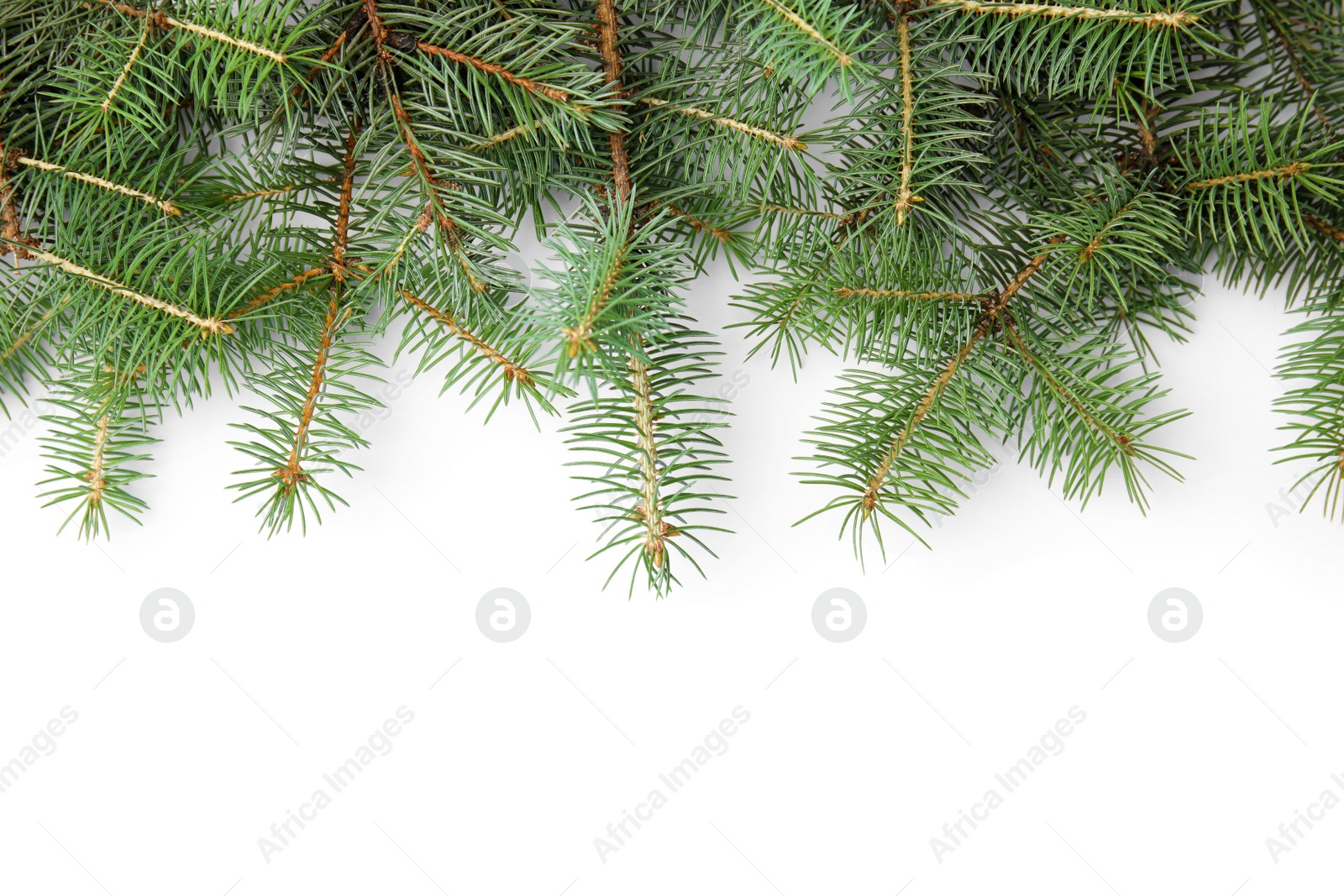 Photo of Branches of Christmas tree on white background