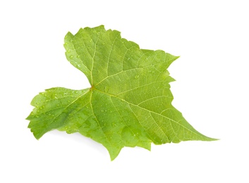 Photo of Fresh green grape leaf on white background