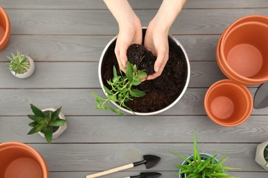 Photo of Transplanting. Woman with green plant, empty flower pots and gardening tools at gray wooden table, top view