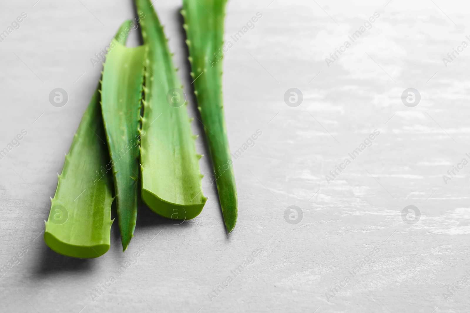 Photo of Fresh aloe vera leaves and space for text on light background