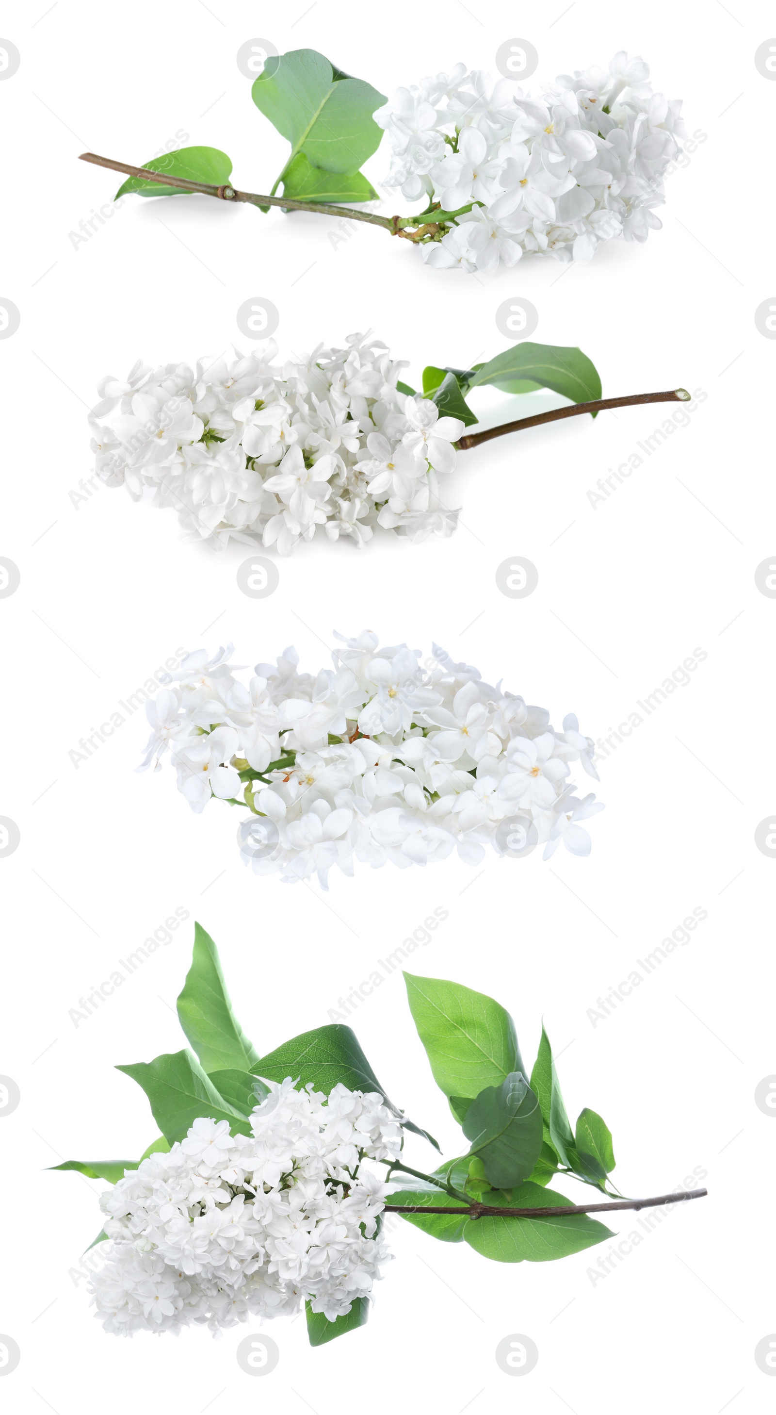 Image of Set of fragrant lilac flowers on white background