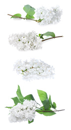 Image of Set of fragrant lilac flowers on white background