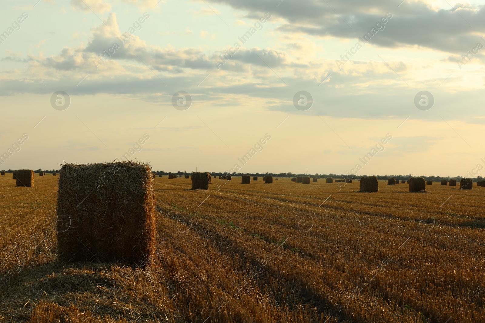 Photo of Beautiful view of agricultural field with hay bales