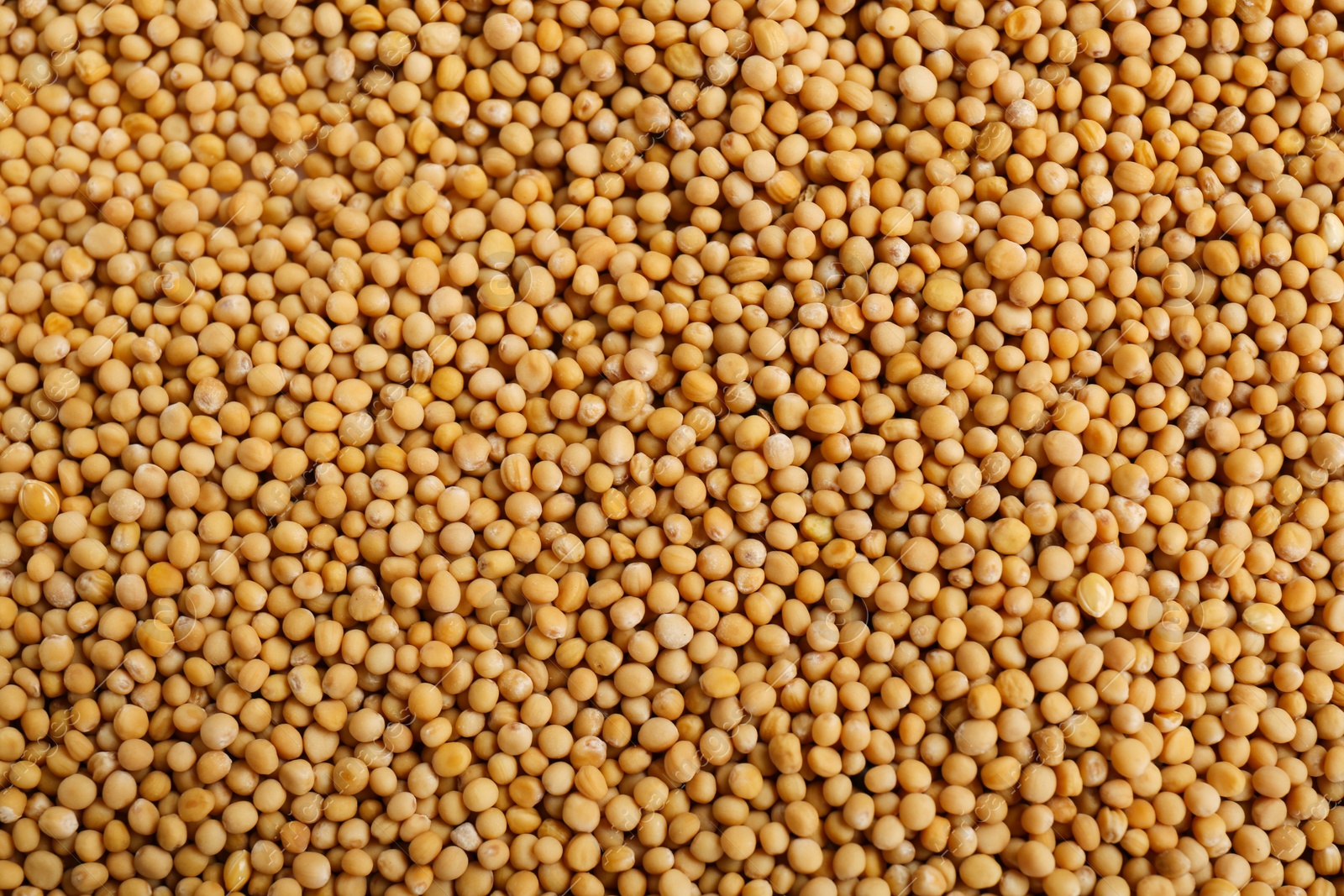 Photo of Aromatic mustard seeds as background, top view