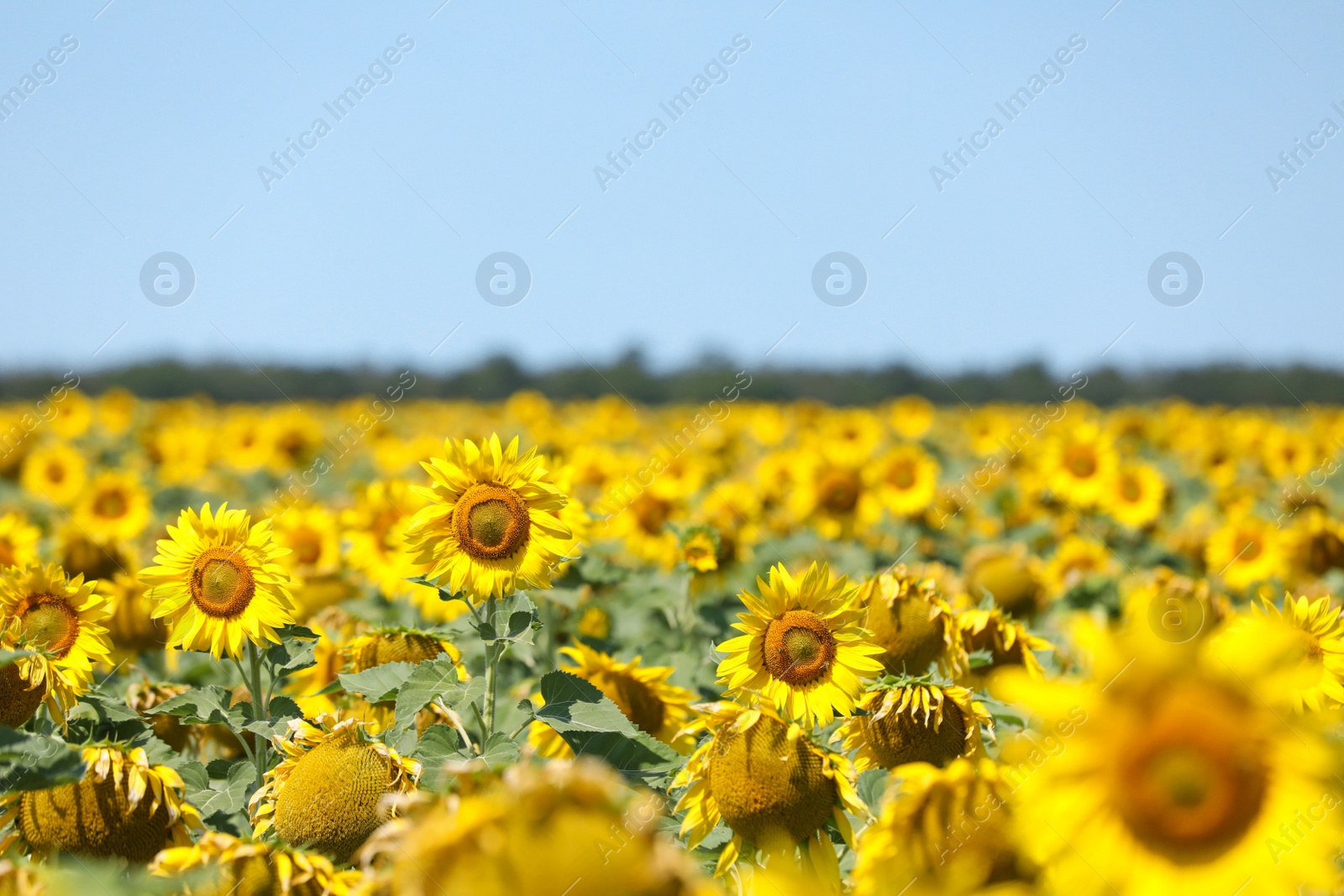 Photo of Beautiful view of sunflowers growing in field