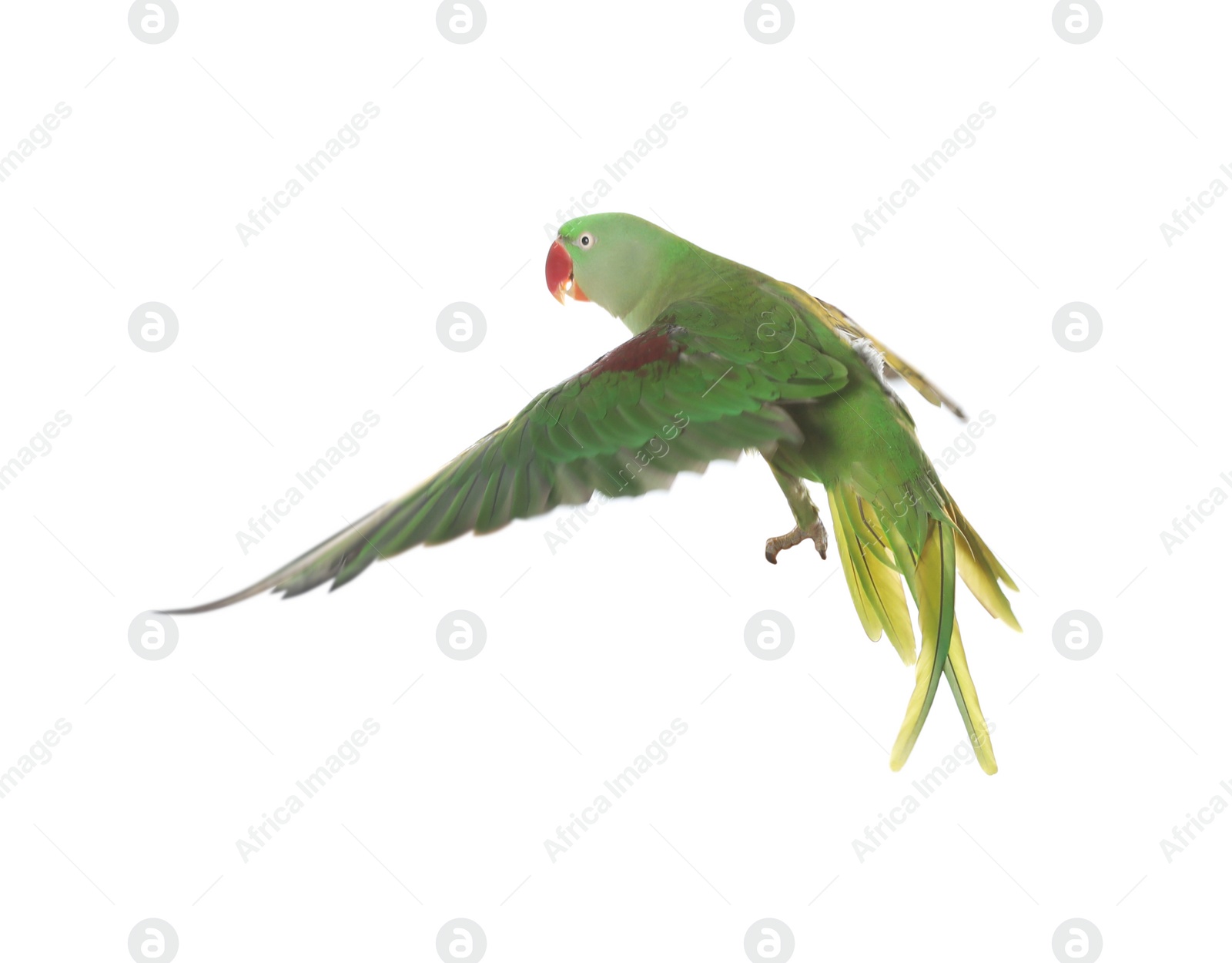 Photo of Beautiful Alexandrine parakeet flying isolated on white